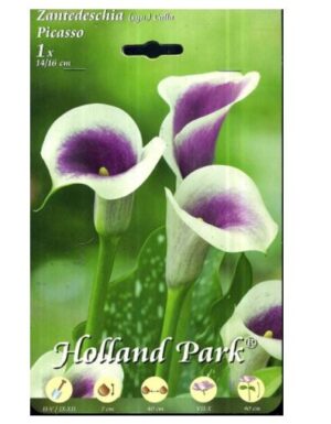 CALLA ZANTEDESCHIA PICASSO 1 BULBO (bulbi da fiore)-0