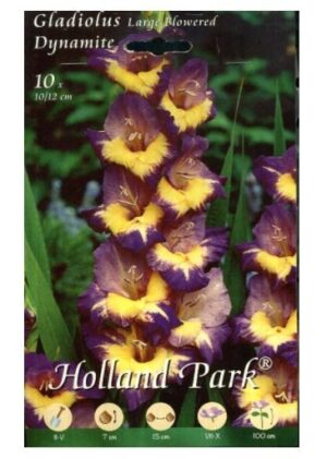 GLADIOLO DYNAMITE 10 BULBI (bulbi da fiore)-0